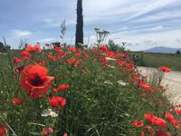 210 von Montalcino nach Sant Antimo