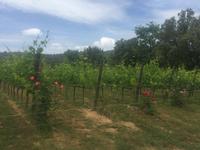 231 Weingut La Magia