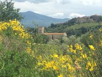 233 Abstieg nach Sant Antimo