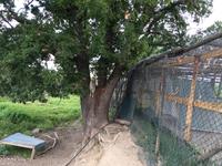 244 Wanderung nach San Galgano - Hapimag Anlage