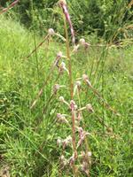 249 Wanderung nach San Galgano