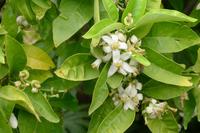 Ätna, Wein, Alcantara-Schlucht