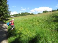 Satte bunte Almwiesen