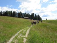 Satte grüne Almwiesen