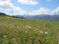 Almenrausch in den Bergen