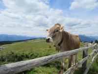 Entspannte Weggefährten