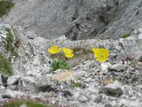 Gelber Alpenmohn