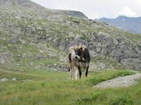 Wir haben Begleitschutz