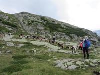 Bergziegen-Dauerlauf