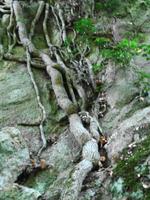 Baumwurzeln im Stein 