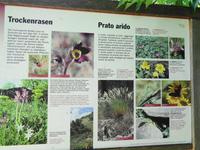 Über den Trockenrasen und seine Bewohner 