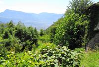 Blick von Altenburg ins Tal 