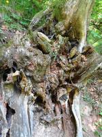verwitterter Baumstumpf