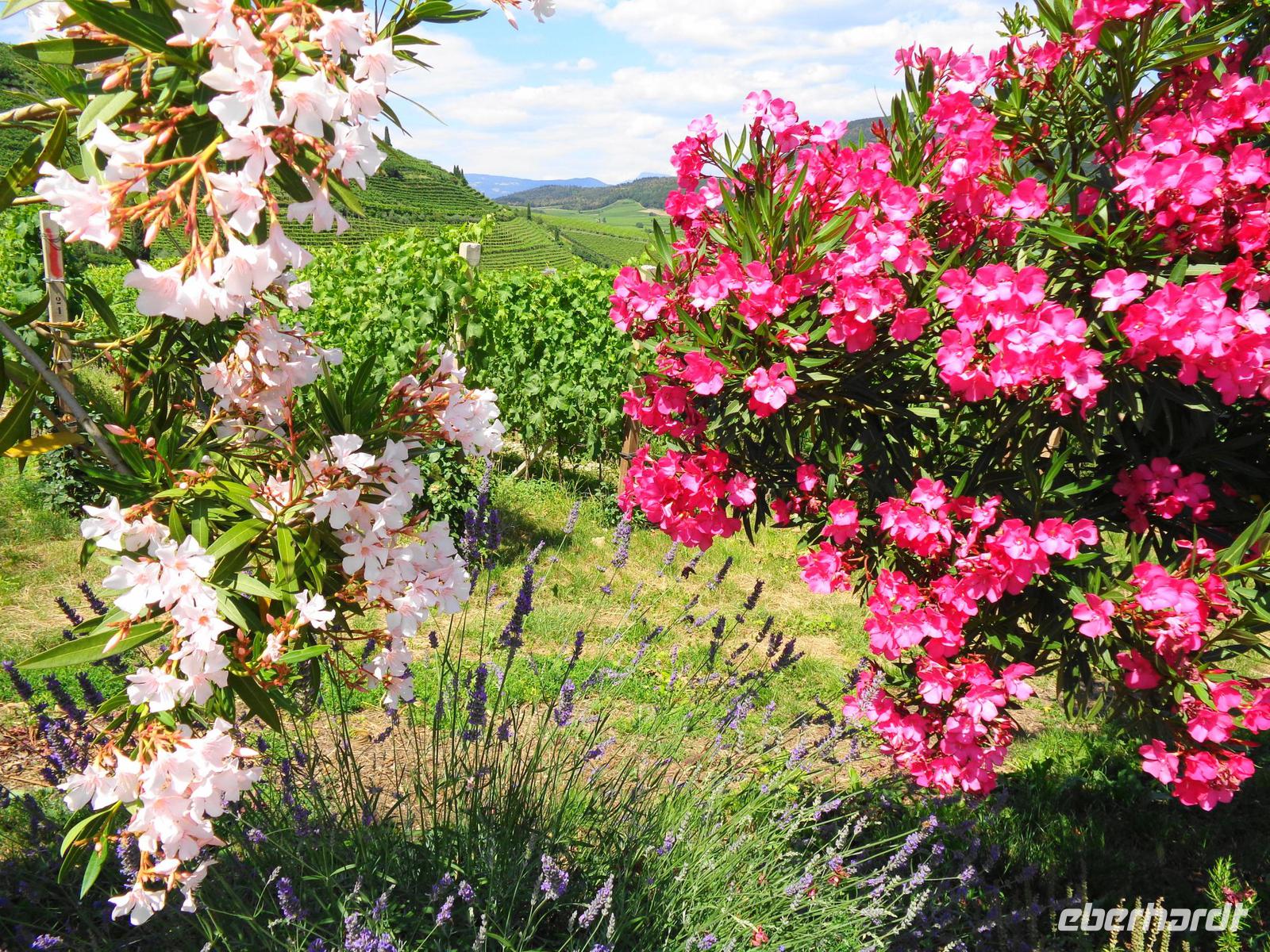 Oleander, Lavendel und Wein 