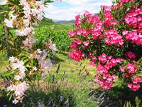 Oleander, Lavendel und Wein 