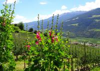 Blick vom Schnalser Waalweg ins Tal 