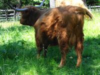 interessante Nutztierrasse