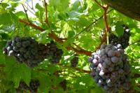 Weine Schloss Rametz