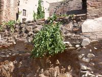 Kapern-Strauch wachsen aus Steinwänden heraus.