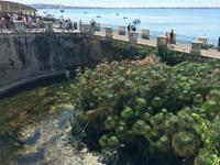 Süßwasserquelle Syrakus