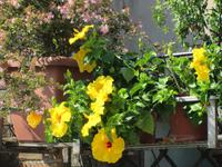 Privater Blumenschmuck am Palazzo