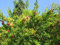 Granatäpfel auf Insel Torcello