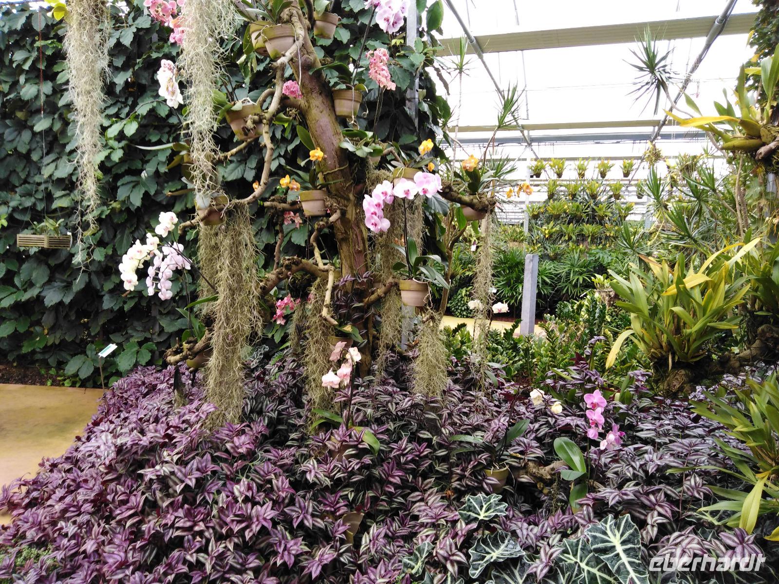 13.09.2018 Raffeiner Orchideenwelt