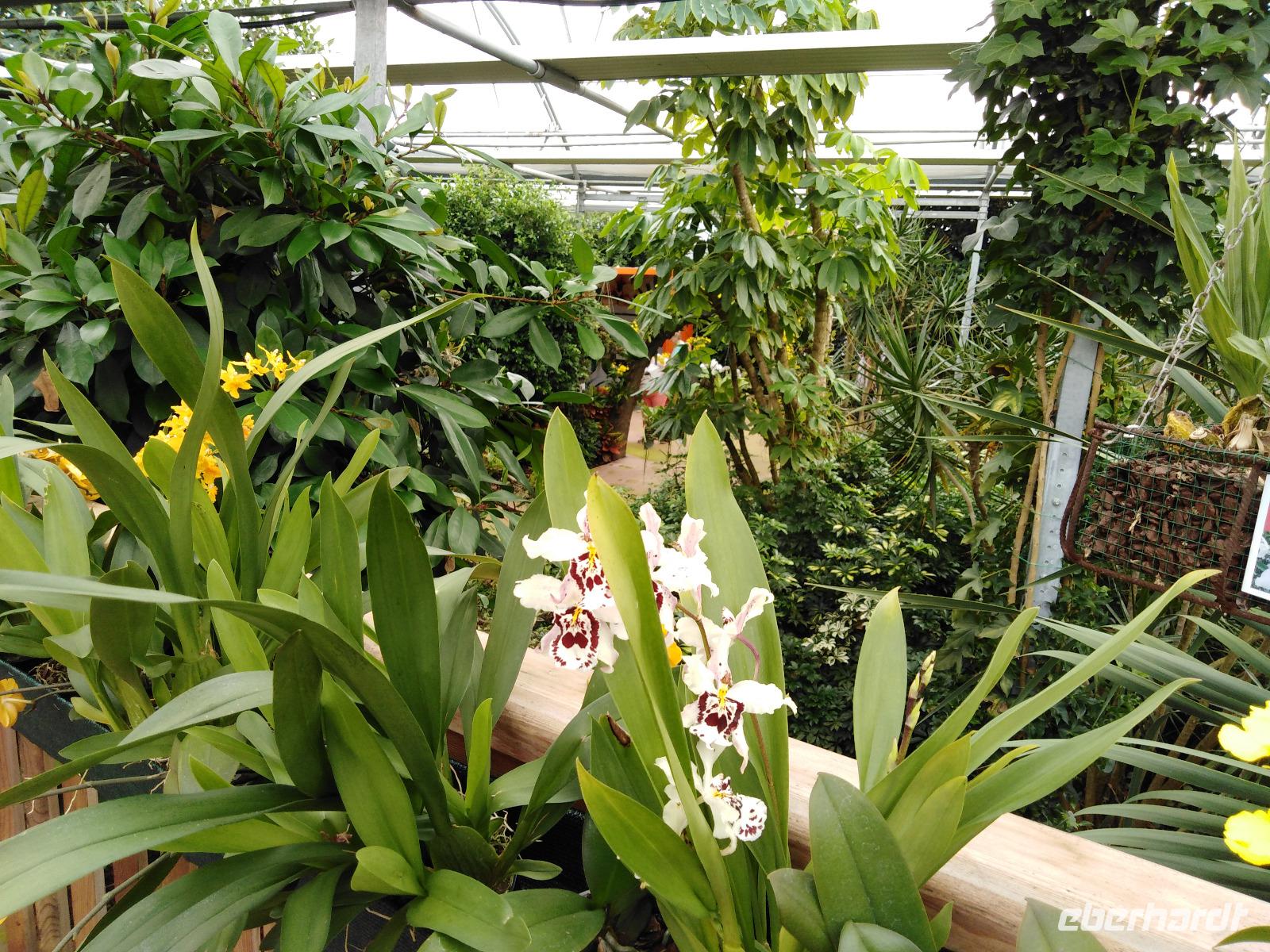 13.09.2018 Raffeiner Orchideenwelt