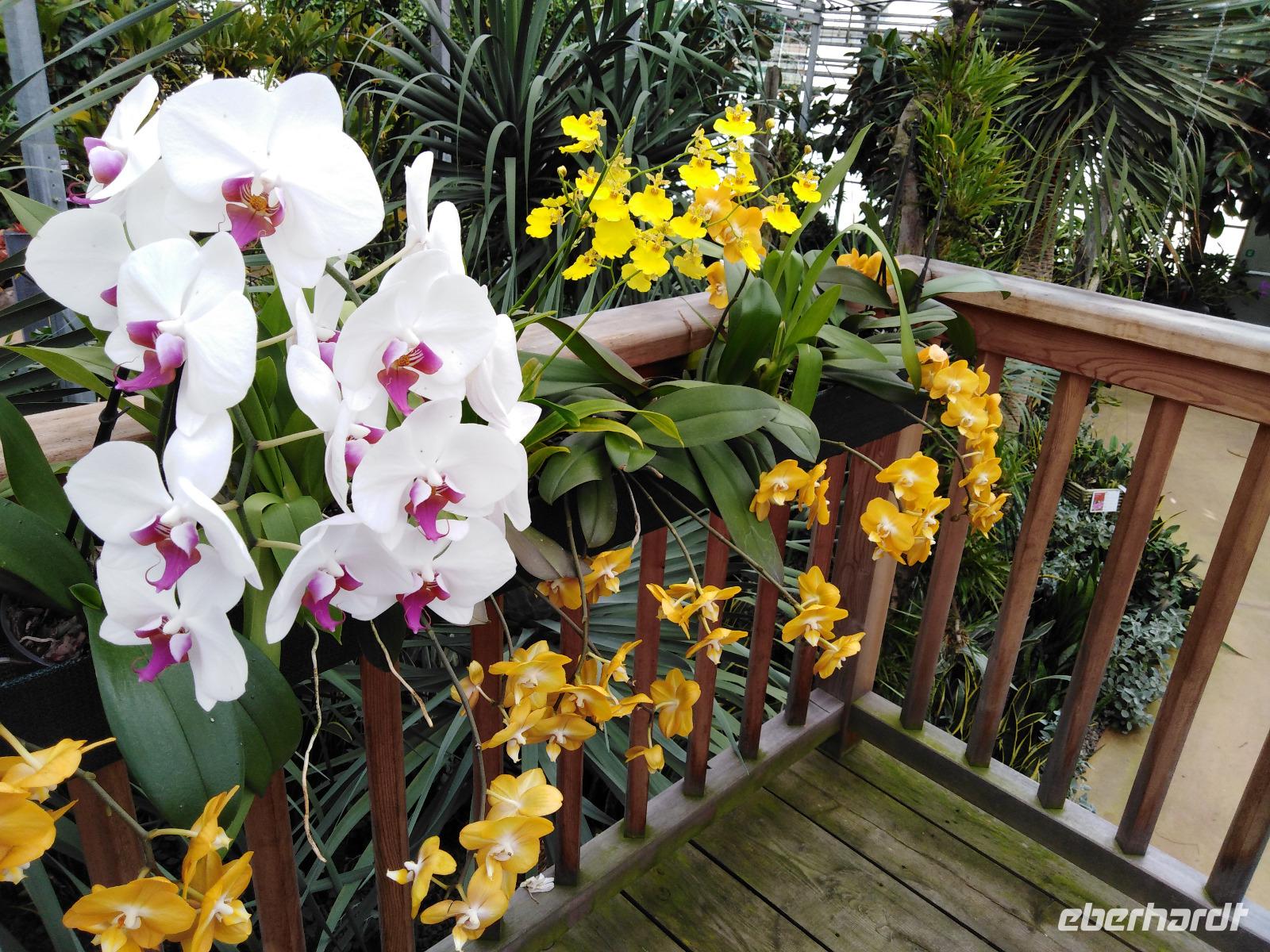 13.09.2018 Raffeiner Orchideenwelt