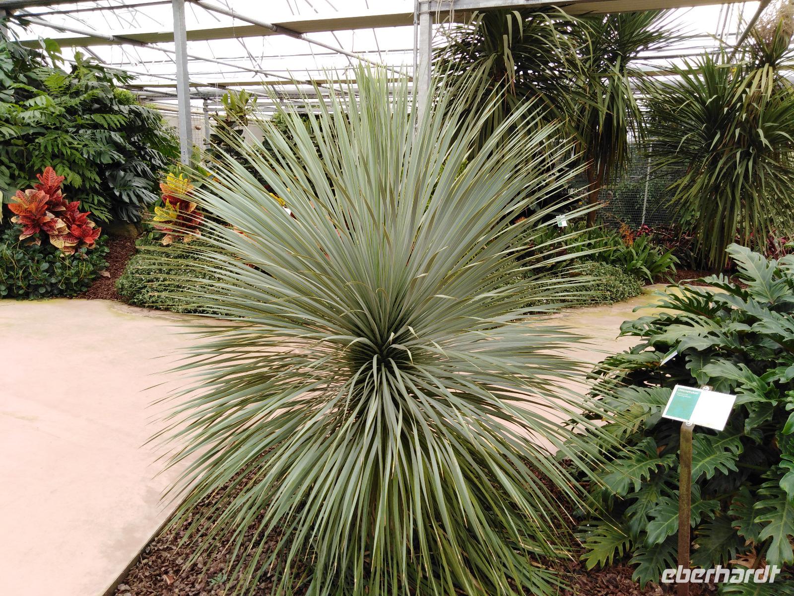 13.09.2018 Raffeiner Orchideenwelt