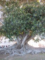 Gummibaum in Reggio Calabria