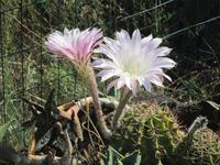 Blütenpracht Vulcano