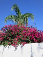 Blumenpracht auf Stromboli