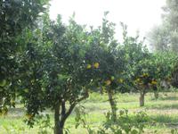 Kalabresische Orangen