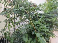 Johannisbrotbaum in Gerace