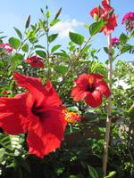 Kalabriens Blütenpracht