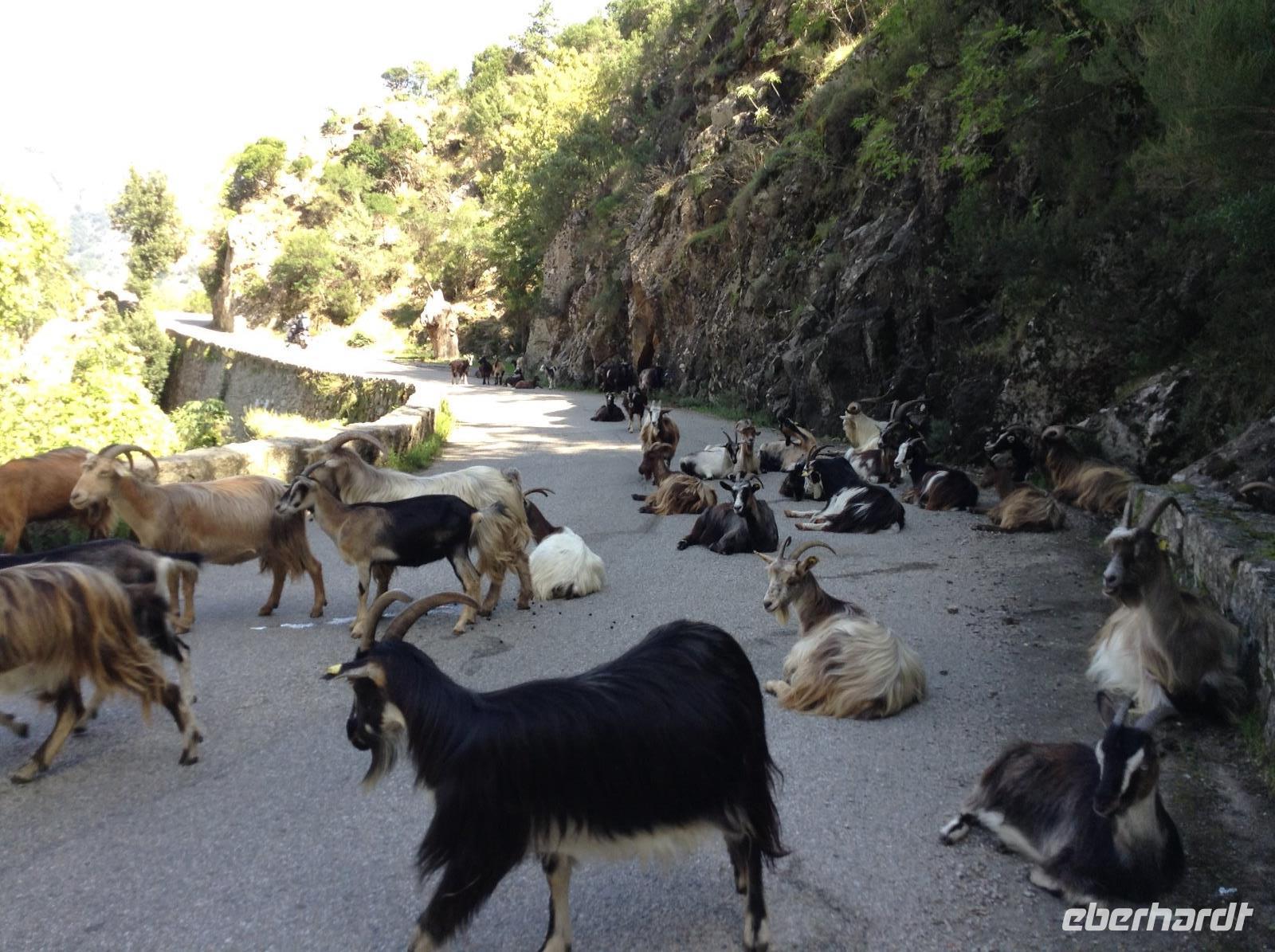 Ziegen bei der Spelunkaschlucht