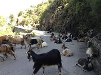 Ziegen bei der Spelunkaschlucht