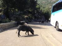 und die halbwilden Schweine