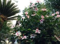 Palmen und Hibiscusblüten