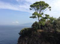 Schirmpinie und Meer