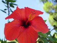 Hibiskusblüte auf Capri