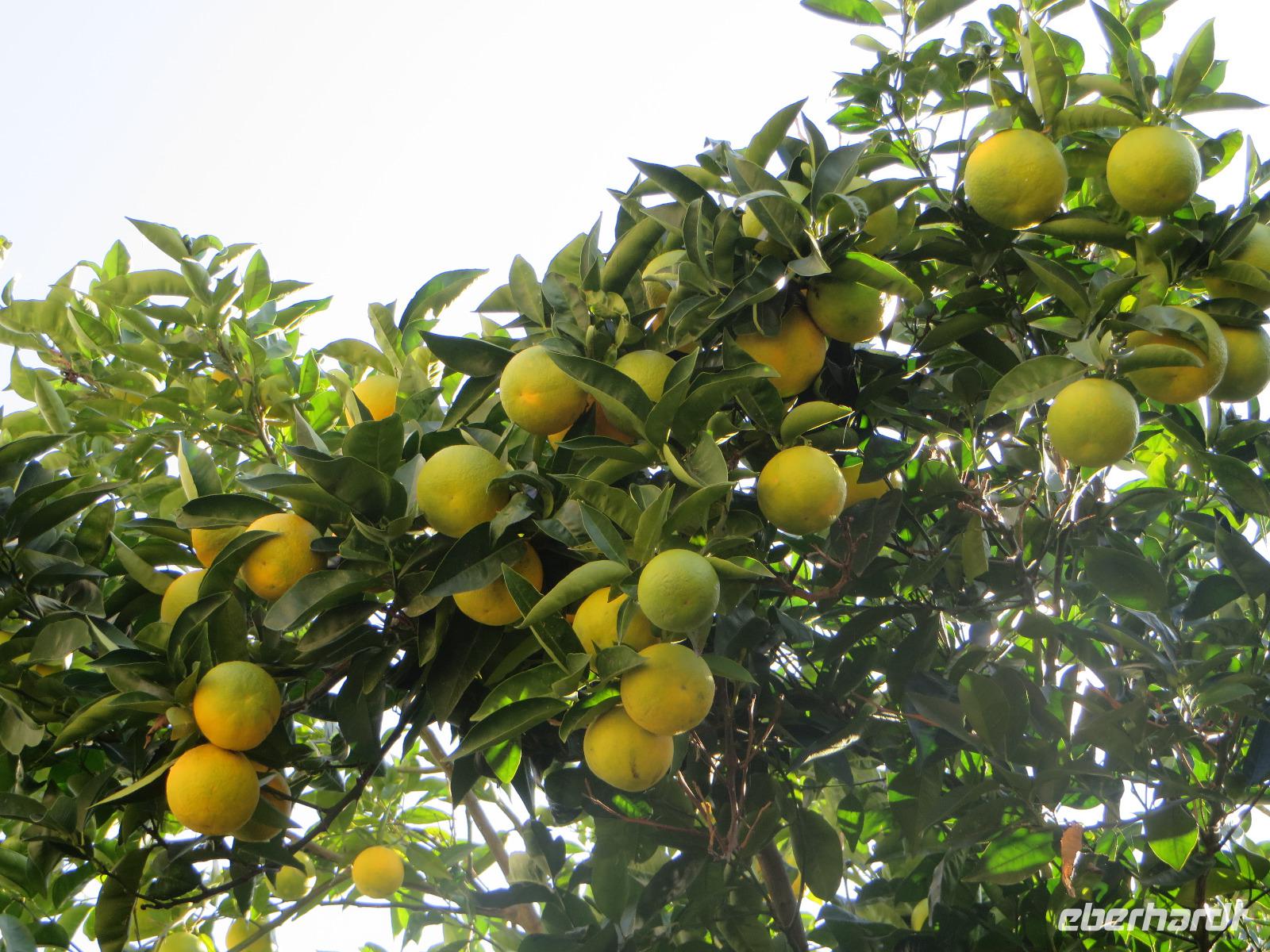 Zitronenbäume säumten den Weg bei der Wanderung