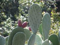 Kaktusfeigen bei unserer Wanderung