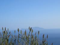 Ausblick auf Capri bei der Wanderung