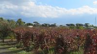 Wieder Sonne am Weingut Cantina del Vesuvio