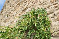 Wanderreise Elba IT-WAELB-57