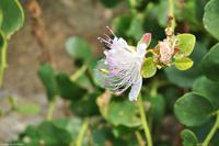 Wanderreise Elba IT-WAELB-59