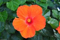 Wanderreise Elba IT-WAELB-88