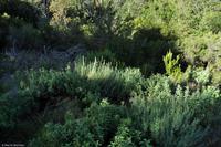 Tag 06 Monte Capanne IT-WAELB (9)